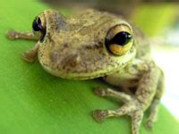 Cuban Tree Frog: Facts, Characteristics, Habitat and More - Animal Place