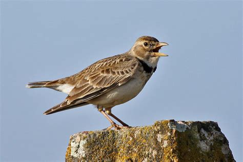 The larks, still bravely singing, fly, – In Flanders Fields Meaning