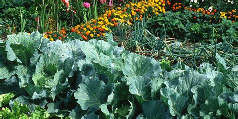 When And How To Fertilize Vegetable Plants In Gardens & Raised Beds