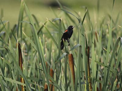 Where Do Red-winged Blackbirds Live? (Range + Habitat) | Birdfact