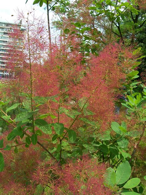 Learn about Nature | Smoke Tree - Learn about Nature