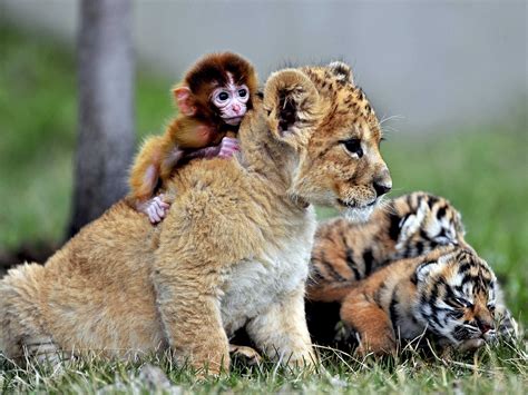 Unlikely Animal Friendships - Business Insider