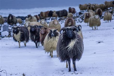 The Classical Colors of the Icelandic Sheep. | fridgeirsson | Flickr