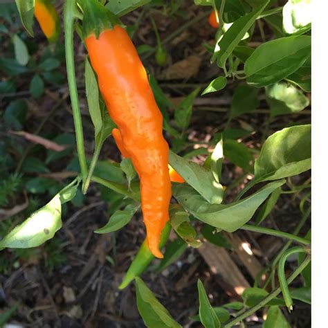 Aji Amarillo Pepper Live Plant | Tyler Farms