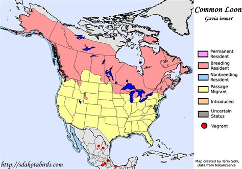 Common Loon - Species Range Map