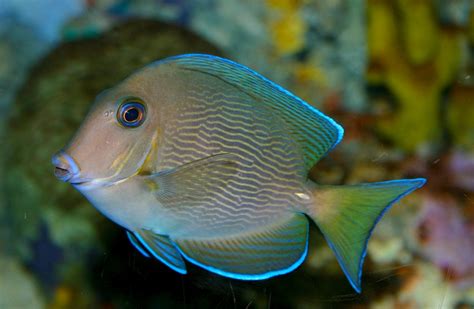 Acanthurus Spot | The Life of Animals