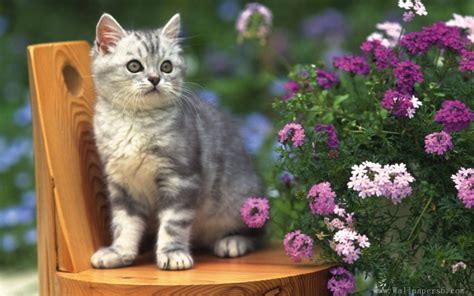 Kittens And Flowers Wallpaper - Cute Cat With Flower - 1024x768 ...