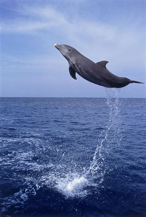 E0485 Bottlenose Dolphin Jumping by Stuart Westmorland