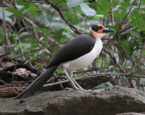 Destruction of wildlife in Sierra Leone does not bode well for tourism ...