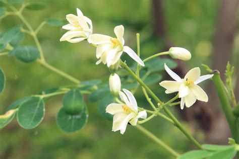 Moringa oleifera Seeds Horseradish Tree | Rare Quality Seeds