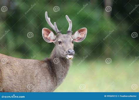 Sambar Deer stock image. Image of sambar, forest, national - 99569213