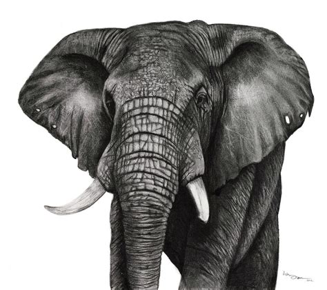 Elephant sketch - vepikol