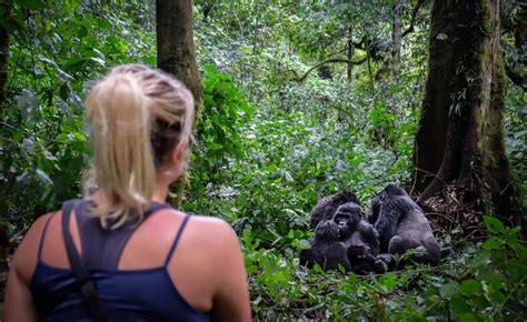 Gorilla Trekking in Uganda • All You Need to Know