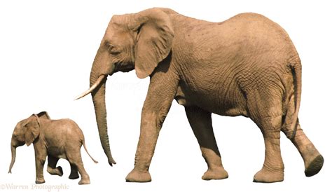 African Elephant with baby photo WP00513