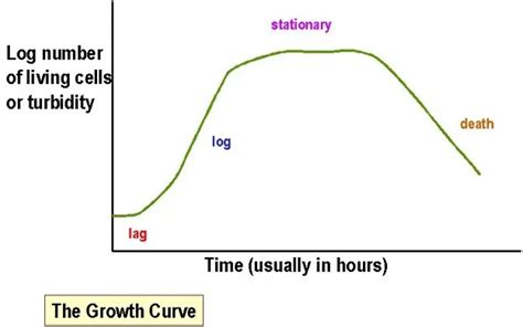 Bacterial Growth Curve: Phases, Significance • Microbe Online