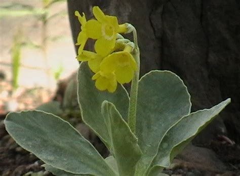 Auricula Survey: May 17-18 | Primrose Fields