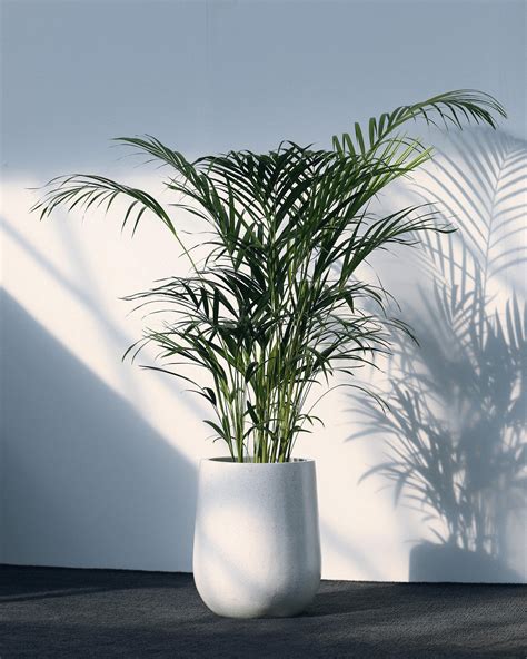 Areca Palm: Plant Care and Indoor Growing Guide | Plantcarefully