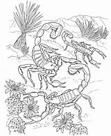 Free Printable Scorpion Coloring Pages For Kids  Insect coloring pages sketch template
