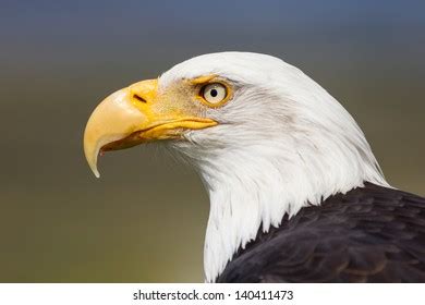 Portrait Bald Eagle Stock Photo (Edit Now) 34057516