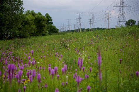 Tallgrass Prairie | Nature and Ecology