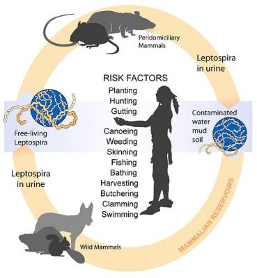 Leptospirosis | Madame Lelica