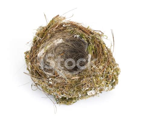 Empty Nest Stock Photo | Royalty-Free | FreeImages