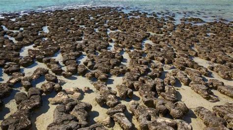 Unlocking the secrets of Shark Bay's stromatolites