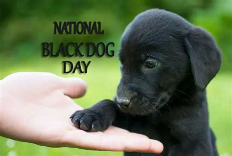 National Black Dog Day 2024 Images, Quotes, Wishes, Captions, Meme ...