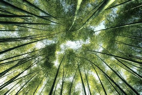 Wander Through Kyoto's Iconic Bamboo Forest | Japan Cheapo