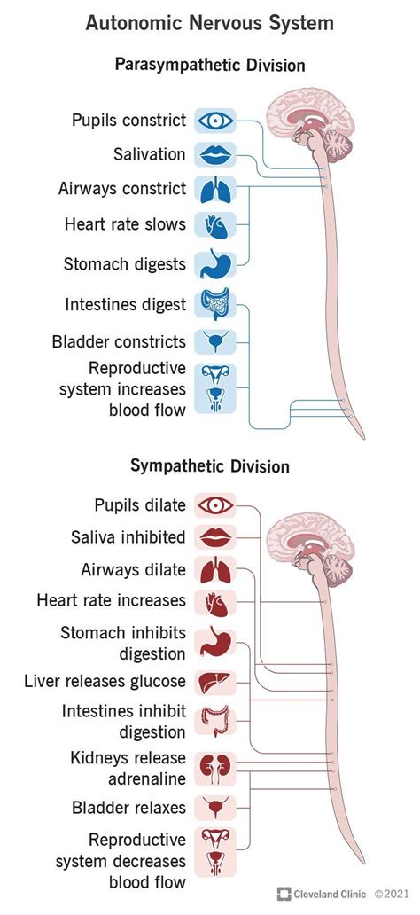 Autonomic Nervous System: What It Is, Function & Disorders | Basic anatomy and physiology ...