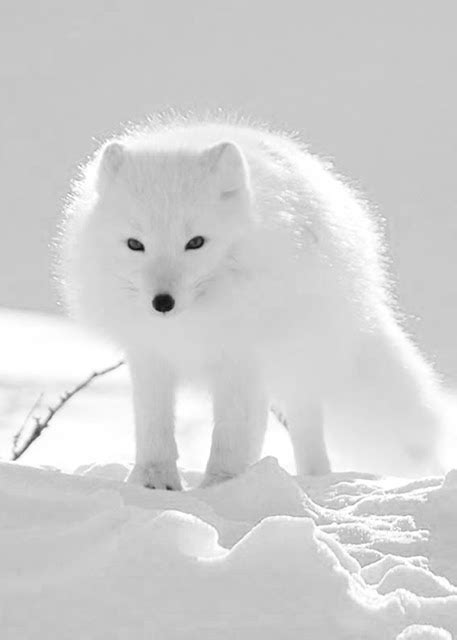 The Arctic Fox, Vulpes Lagopus | Express Photos