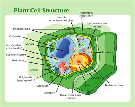 Plant Cell Wall | Function, Structure & Diagram - Lesson | Study.com