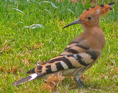 The National Bird: Hoopoe – Christian News from Jerusalem