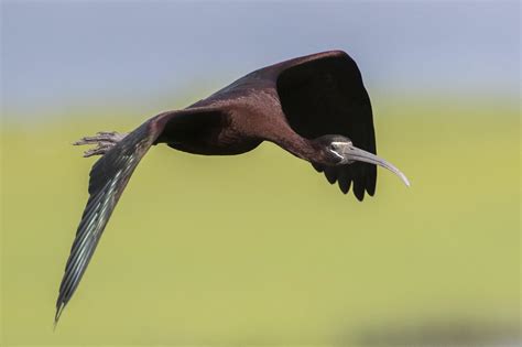 Glossy Ibis flying 5811s