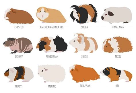 Types of Guinea Pigs – From Classic American to Fluffy Teddy | Guinea ...