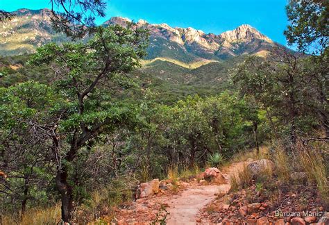 "Madera Canyon Trail" by Barbara Manis | Redbubble