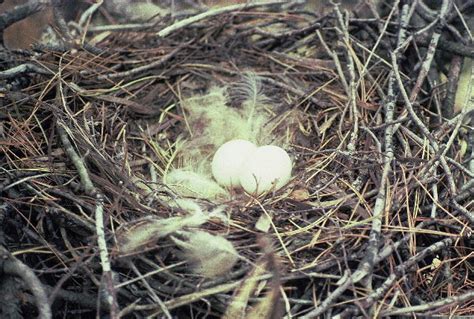 Great Horned Owl nest and eggs | dpwagtail | Flickr