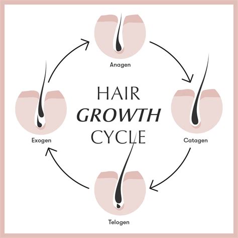 The 4 Phases of Hair Growth – Eufora International