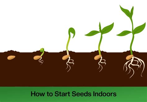 How to Start Seeds Indoors