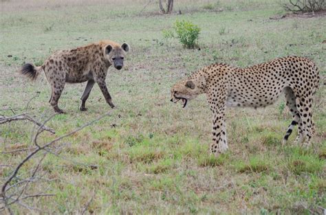 cheetah vs hyena | Sabi Sabi Private Game Reserve Blog