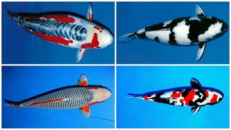 24 types and characteristics of the KOI Fish [PART 1] - YouTube