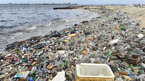 Plastic: How to predict threats to animals in oceans and rivers - BBC News