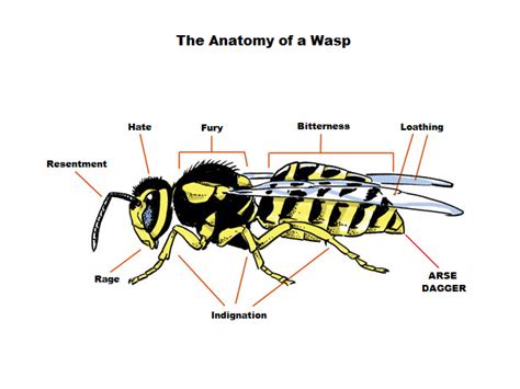 Normal Biology: Cicada Killers, Human Friends