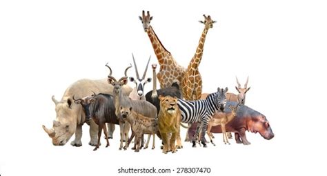 12,213,491 Wild Animal Images, Stock Photos, 3D objects, & Vectors | Shutterstock