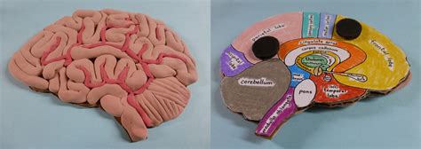 Brain model refrigerator magnet – Ellen McHenry's Basement Workshop