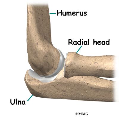 Hinge Joint Elbow