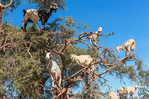 TREE OF GOATS ! on Behance