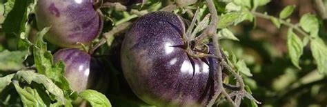 The Purple Tomato FAQ | College of Agricultural Sciences | Oregon State University