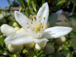 Florida State Flower: Orange Blossom