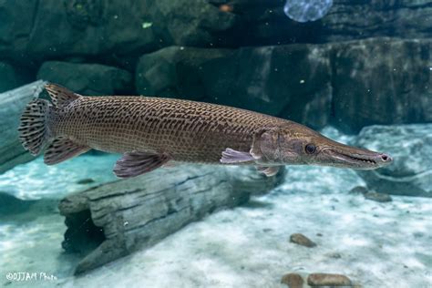 Alligator Gar - Cincinnati Zoo & Botanical Garden